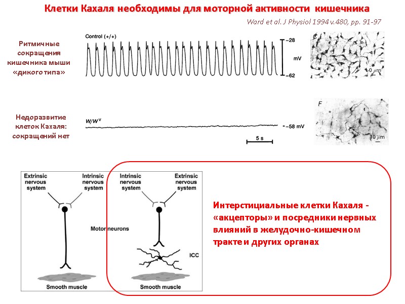 Клетки Кахаля необходимы для моторной активности  кишечника Ритмичные сокращения кишечника мыши «дикого типа»